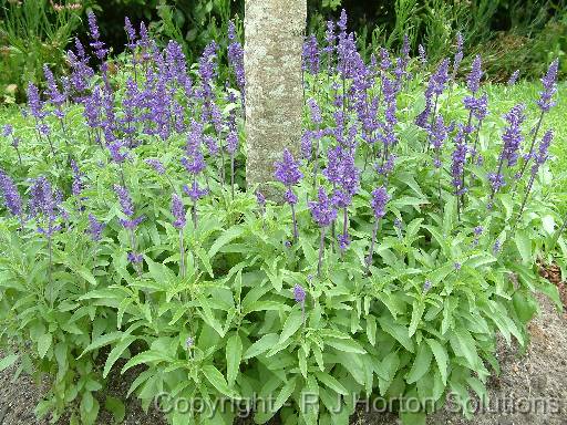 Salvia blue_group 